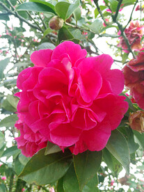 山茶花开