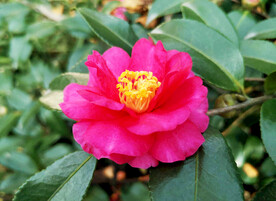山茶花开