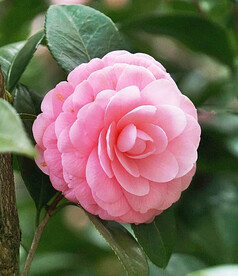 山茶花开