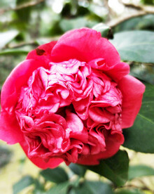 山茶花开