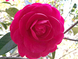 山茶花开