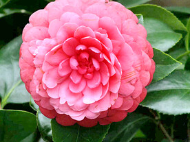 山茶花开