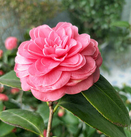山茶花开