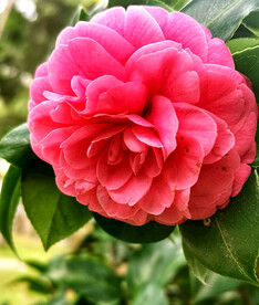 山茶花开