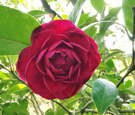 山茶花开