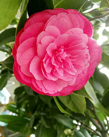 山茶花开