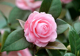 山茶花开