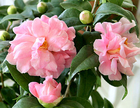 山茶花开