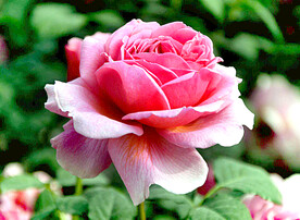 山茶花开