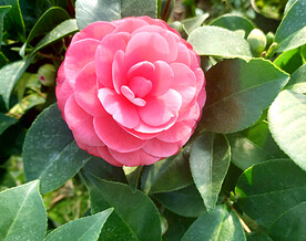 山茶花开