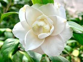 山茶花开