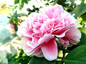 山茶花开