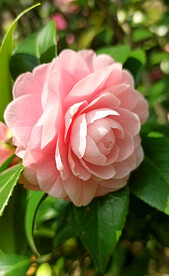 山茶花开