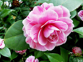 山茶花开