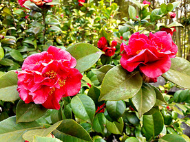 山茶花开