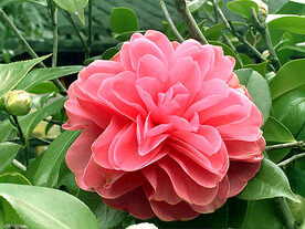 山茶花开