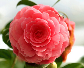 山茶花开