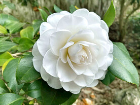 山茶花开