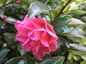 山茶花开