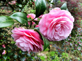 山茶花开