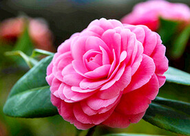 山茶花开