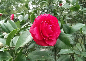 山茶花开