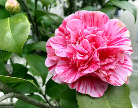 山茶花开