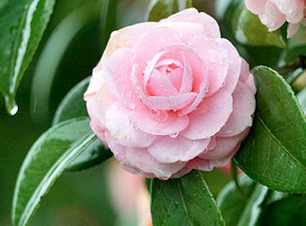 山茶花开
