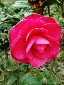 山茶花开