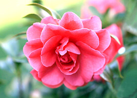 山茶花开