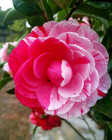 山茶花开