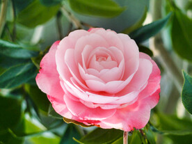 山茶花开