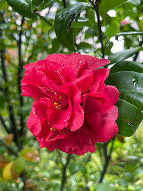 山茶花开
