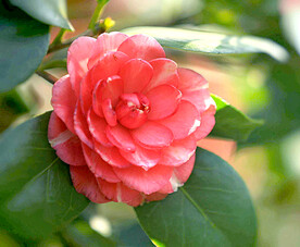 山茶花开