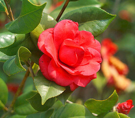 山茶花开