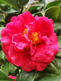 山茶花开