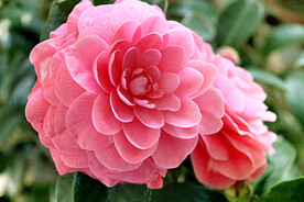 山茶花开