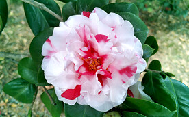 山茶花开