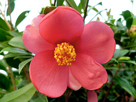山茶花开