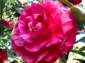 山茶花开