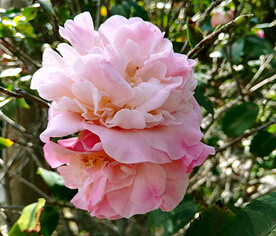 山茶花开
