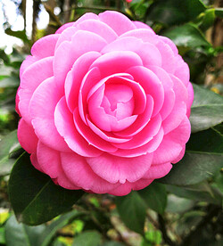 山茶花开