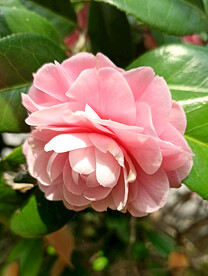 山茶花开