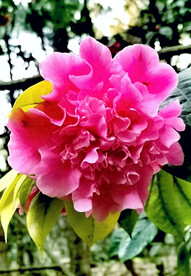 山茶花开