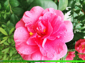 山茶花开