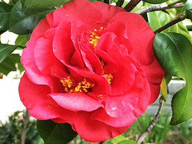 山茶花开