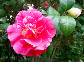 山茶花开