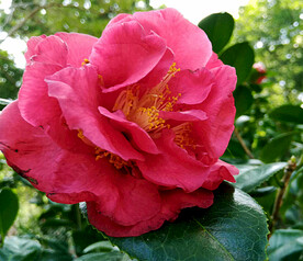 山茶花开