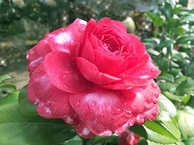 山茶花开