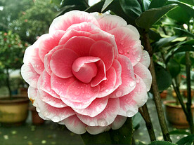 山茶花开